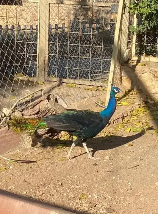 Antalya Büyükşehir Meclisi'nde İlginç Hibe! 3